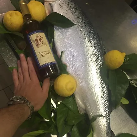 Mimosa فندق