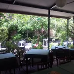 Mimosa