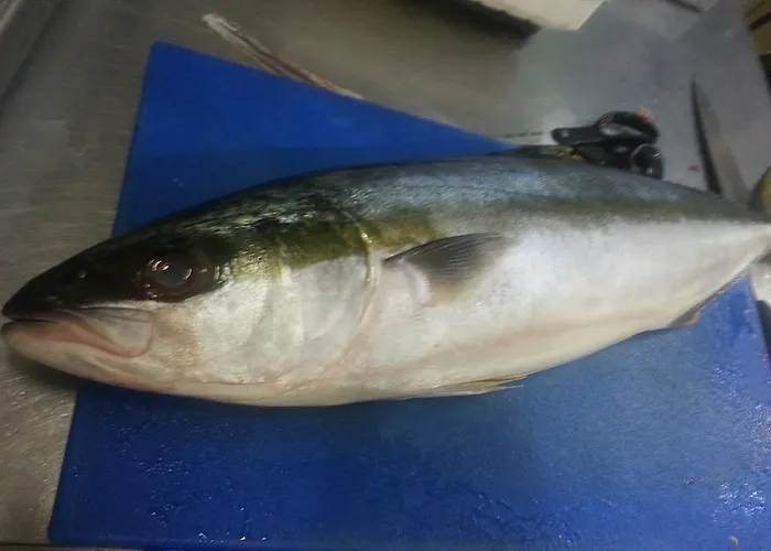 Mimosa فندق ألاسيو